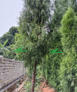 Trồng cây Ngọc Am trong sân vườn nhà