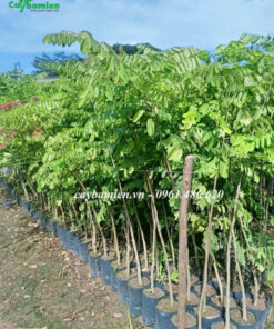 Hàng trăm cây giống Cẩm Lai tại vườn ươm