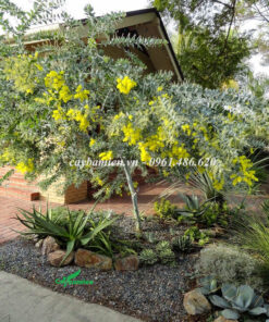 Cây hoa mimosa vàng trang trí tiểu cảnh sân vườn biệt thự