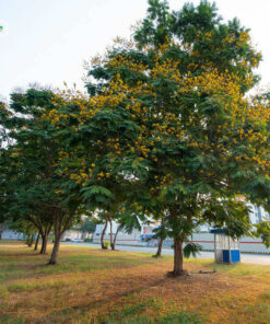 Cây Lim Xẹt trồng trong công viên, khu đô thị