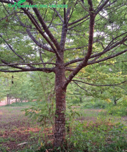 Cây lâu năm, thân lớn, tán tỏa lớn