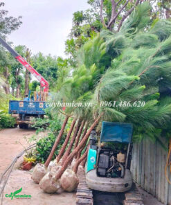 Hàng chục cây Thông Mã Vĩ giao tại công trình cho khách