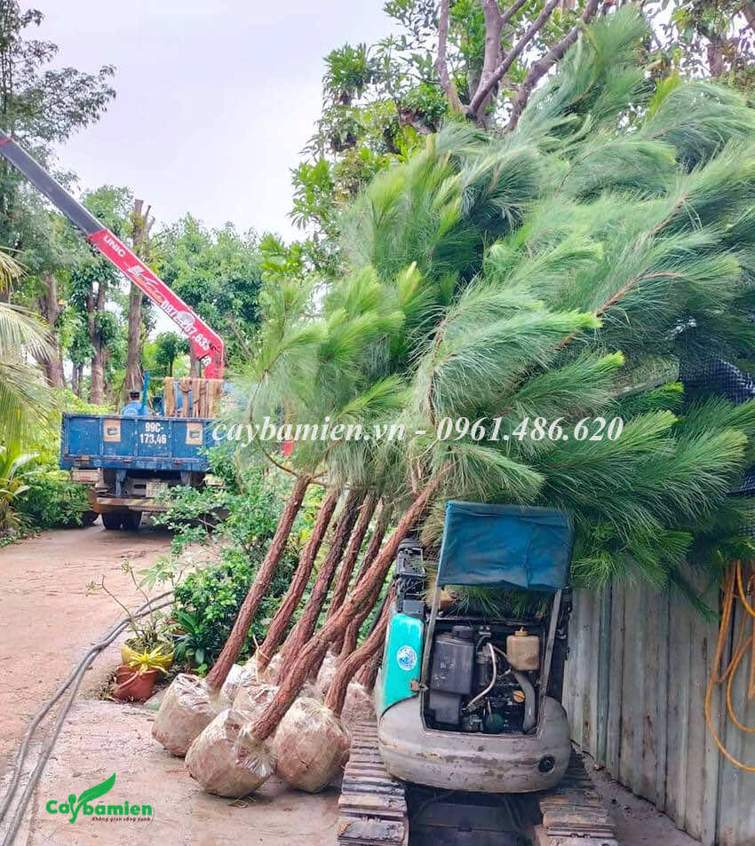 Hàng chục cây Thông Mã Vĩ giao tại công trình cho khách