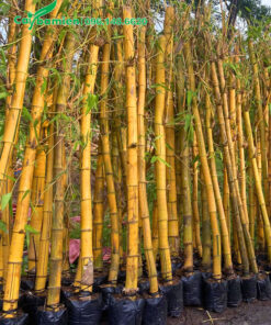 Cây tre vàng công trình đường kính thân 10cm