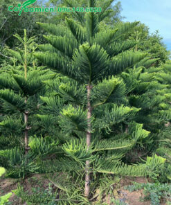 Tùng Bách cao 3m, dáng đẹp, đường kính 5cm