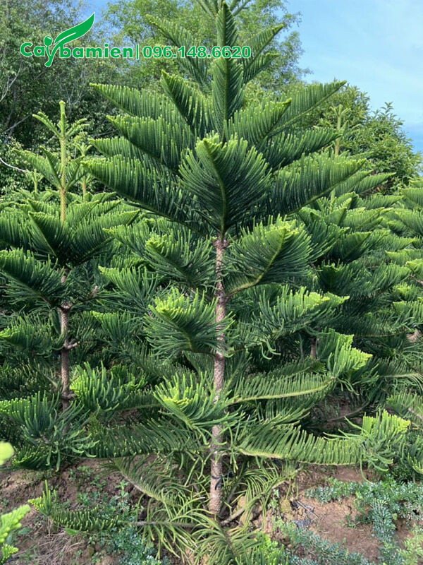 Tùng Bách cao 3m, dáng đẹp, đường kính 5cm