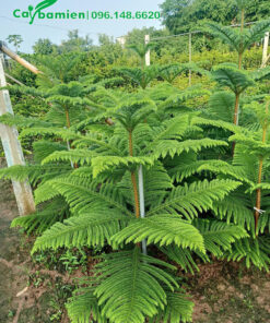 Tùng Bách Tán giống cao 60cm