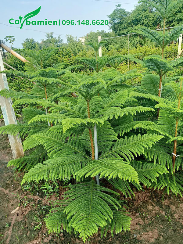 Tùng Bách Tán giống cao 60cm