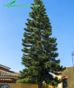 Tùng Bách Tán trồng sân vườn, hình dáng tán siêu đẹp