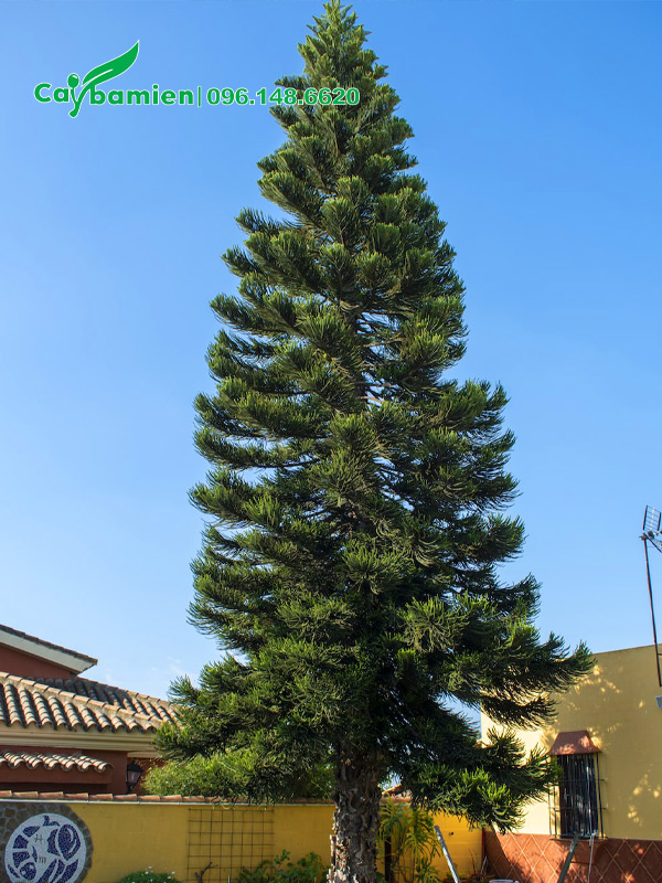 Tùng Bách Tán trồng sân vườn, hình dáng tán siêu đẹp