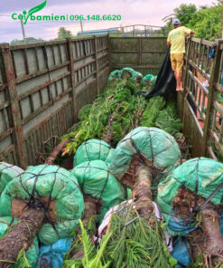 Số lượng lớn cây tùng bách tán đường kính gốc 15 - 20cm được xếp lên xe tải