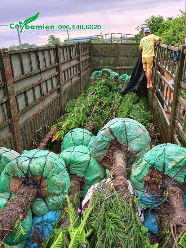 Số lượng lớn cây tùng bách tán đường kính gốc 15 - 20cm được xếp lên xe tải