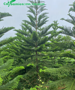 Mua cây Tùng Bách số lượng lớn