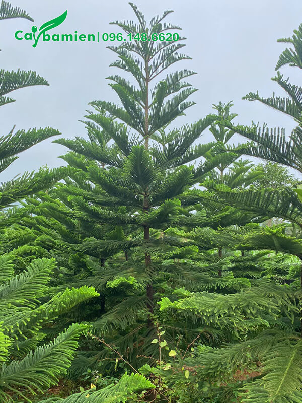Mua cây Tùng Bách số lượng lớn