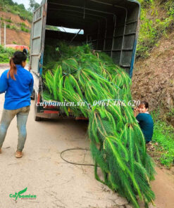 Thông Mã Vĩ trưởng thành chiều cao 5-6m