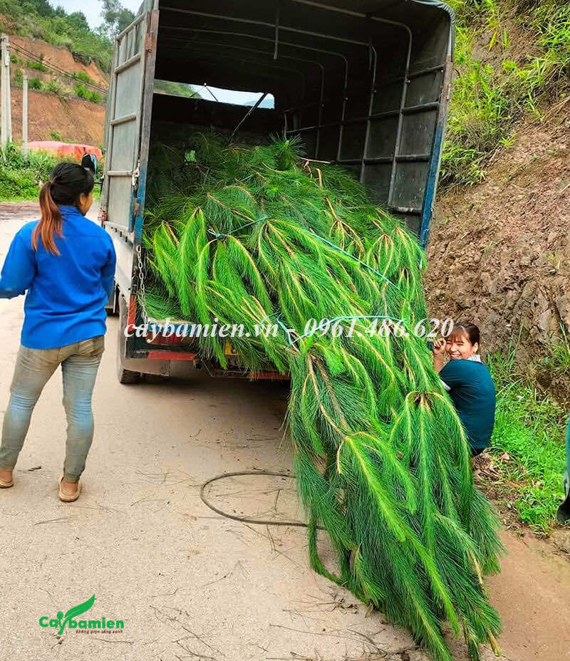 Thông Mã Vĩ trưởng thành chiều cao 5-6m