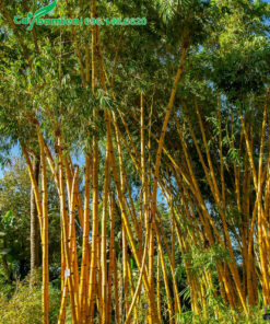 Bụi cây tre ngà lâu năm, cao đẹp, khoảng 6 - 7m