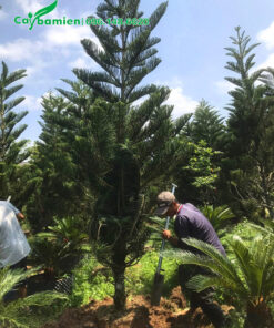 Bứng bầu tại vườn cây cảnh tùng bách tán công trình