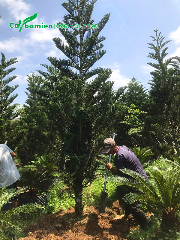 Bứng bầu tại vườn cây cảnh tùng bách tán công trình