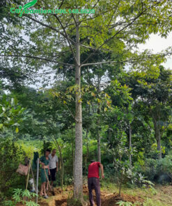 Đào đất bứng cây gạo đường kính gốc 30cm