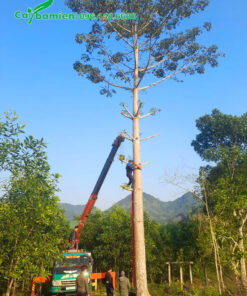 Cưa cảnh nhánh chuẩn bị bứng cây gạo đỏ cao 7 - 8cm