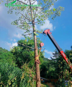 Cần cẩu đang di chuyển cây hoa gạo công trình cao 5 - 6m lên xe