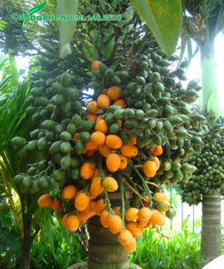 Cây Cau Lùn sum suê trái, có cả quả xanh và quả vàng