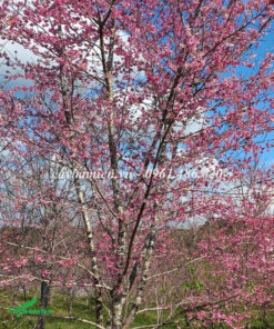 Cây Anh Đào nở rộ, màu hồng bao phủ cả tán cây