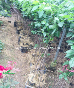 Vườn cây giống Anh Đáo Nhật Bản đạt tiêu chuẩn trồng