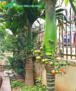 Hàng cau lùn đẹp, trồng trước nhà ở