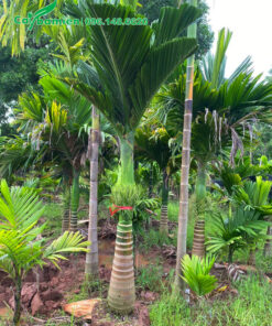 Cây Cau Lùn đẹp, hoa đang nở