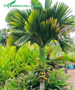 Cây cao 2m, buồng quá đang bắt đầu già và chín