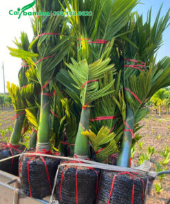 Xếp đơn hàng Cau Lùn cao 1m cho khách ở Hà Nội