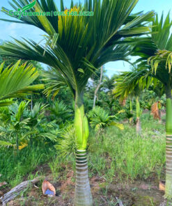 Bứng nóng cây cao 3m, đang ra mo hoa