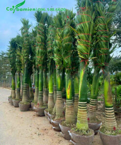 Cau Lùn cao 3m, lóng thân cao gần 1m