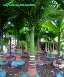 Thăm vườn Cau Tứ Quý dưỡng ủ bầu nổi