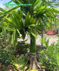 Cau Lùn trưởng thành có hình dáng đẹp, xanh tốt