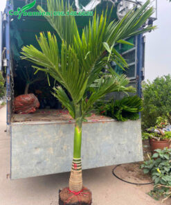 Cây đẹp, lộ thân 50cm, chiều cao khoảng 2m