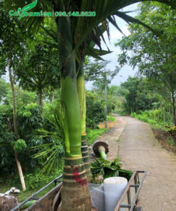 Mua cây đang ra mo hoa, cao khoảng 2 - 2m5