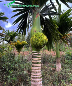 Mua cây Cau Lùn sẵn hoa