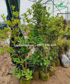 Hình ảnh Cây Cherry Anh Đào trồng phổ biến ở Việt Nam