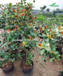 Cây Cherry Brazil lùn đã cho hoa