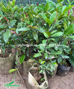 Cây giống chất lượng có sức sống tốt, không sâu bệnh