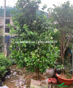 Cây Cherry trưởng thành có dáng đẹp