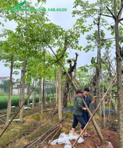 Bứng cây hoa gạo dâm ủ đường kính gốc trên 10cm