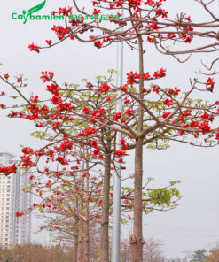Cây hoa gạo đỏ trồng công trình