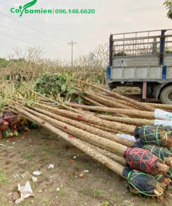 Tập kết hàng trăm cây gạo đỏ đường kính thân 15cm đo cách gốc 1m