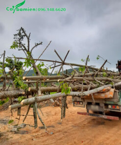 Vận chuyển cây hoa gạo công trình bứng nóng, đã cắt tỉa tay cành