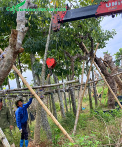 Hàng cây gạo hoa đỏ đã dâm ủ nhiều năm