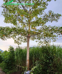 Bứng và để nguyên cành cây hoa Gạo đường kính gốc 20cm